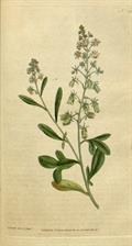 Reseda Odorata
